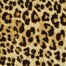 Leopard 9288 In 731 Big Cat Carpet Flooring | Masland Carpets