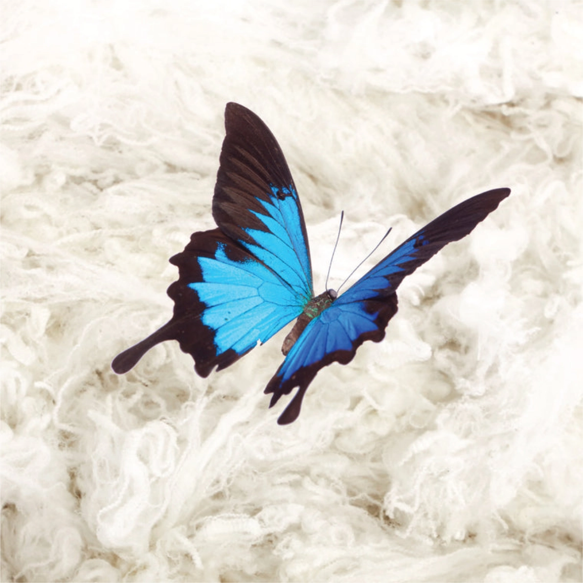 Vibrant blue butterfly resting on fluffy white wool fibers.