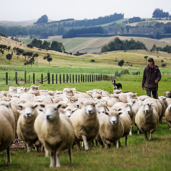 Farmer walking behind a herd of sheep in a green pasture.