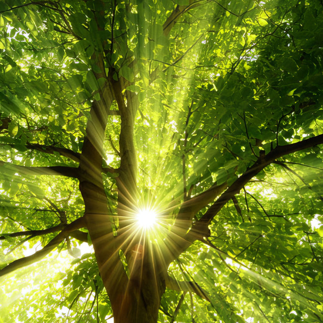 Bright sunlight streaming through lush green tree leaves.