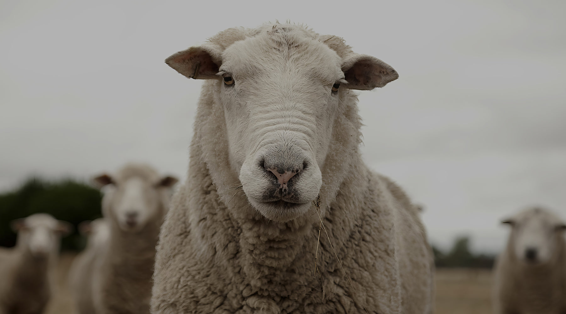 Close-up portrait of a fluffy white sheep with flock members in the background.